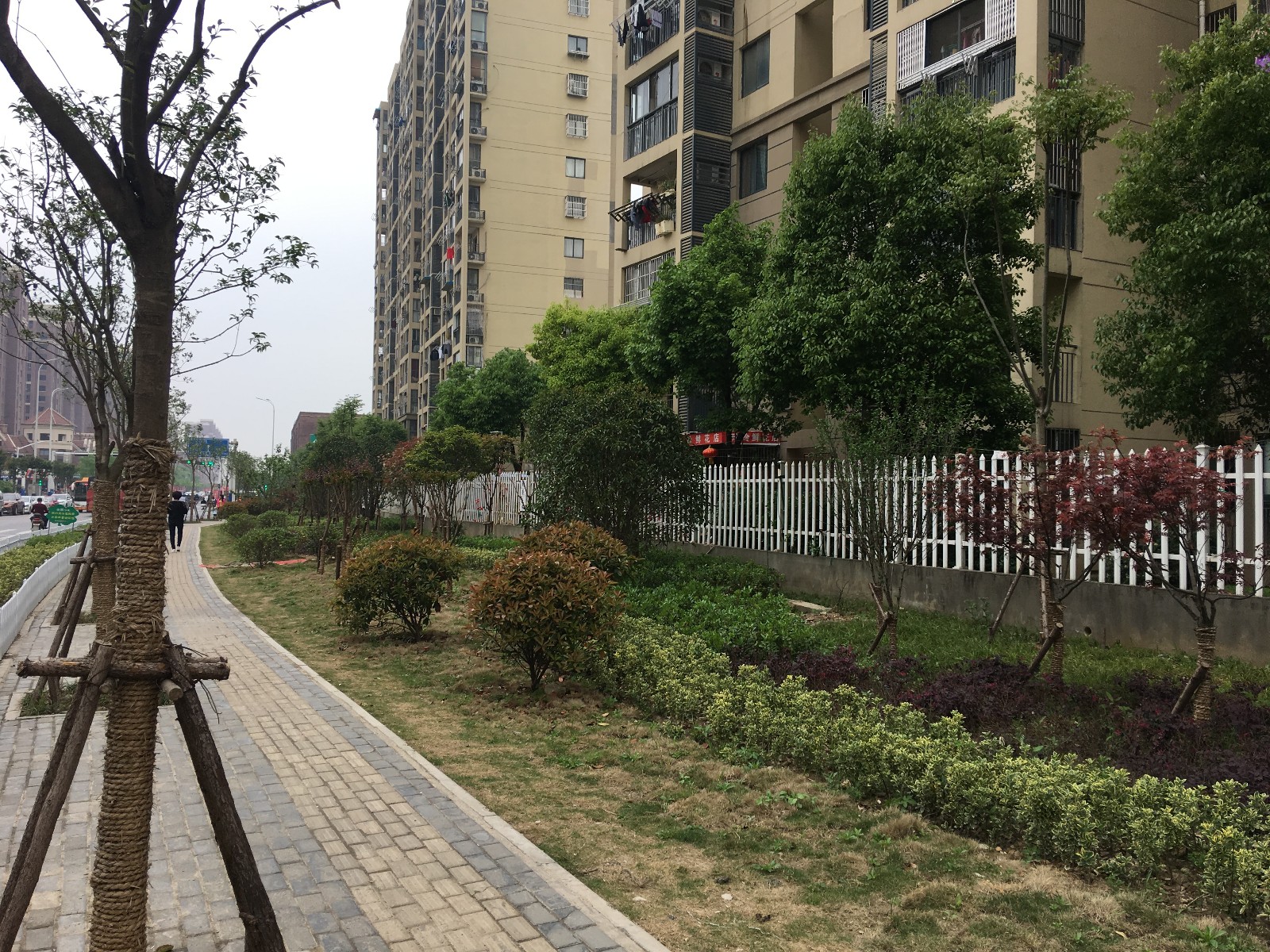 涌金路绿化补植后.JPG